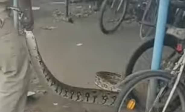 கொராய் பேருந்து பணிமனைக்குள் புகுந்த மலைப்பாம்புகள்